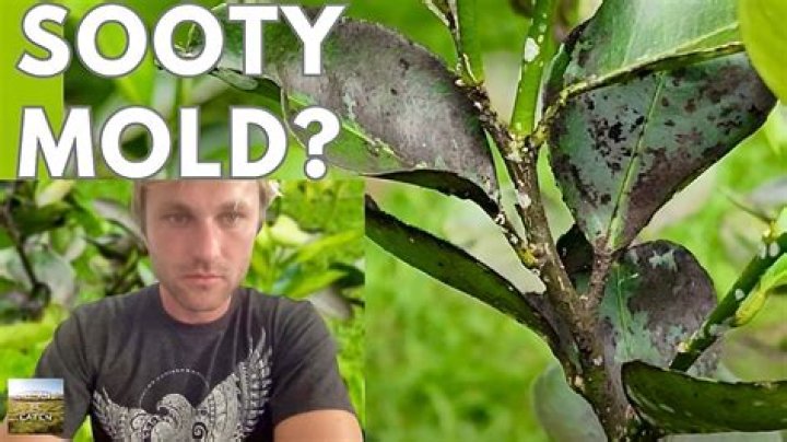 Is tree mold dangerous
