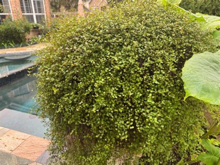 Is wire vine Evergreen
