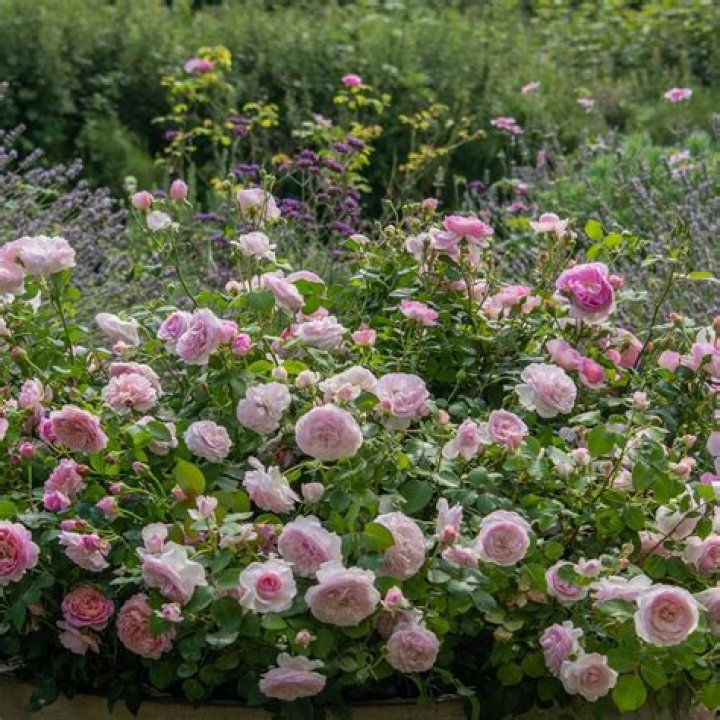 What are antique roses