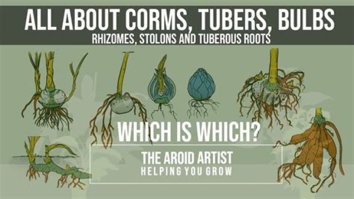 What are bulbous roots