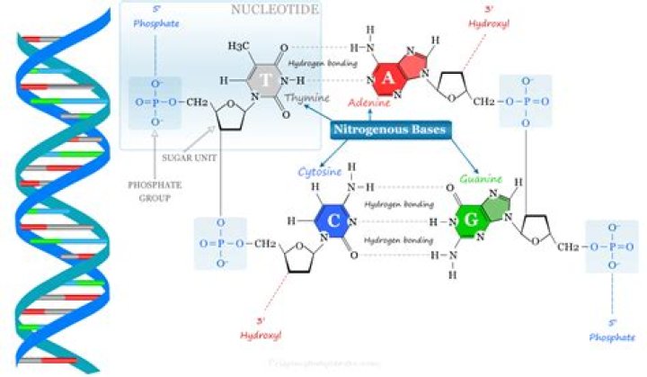 What are nucleic bases