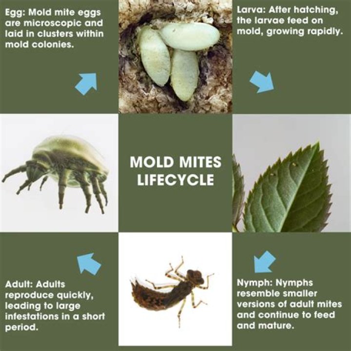What bugs live in Mold