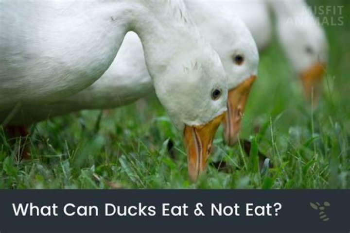 What can Ducks not eat