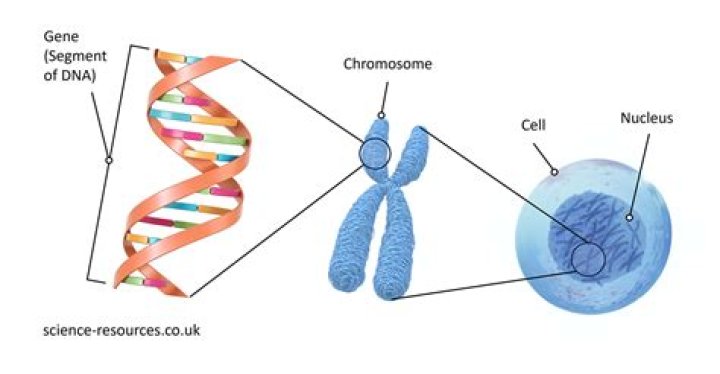 What can genes tell us