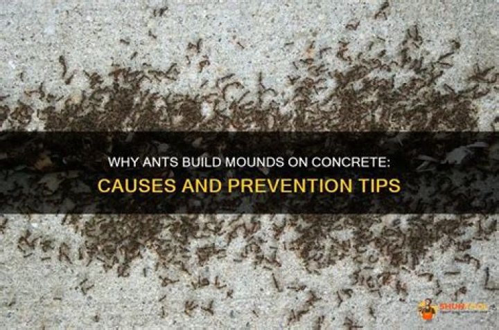 What causes ant mounds
