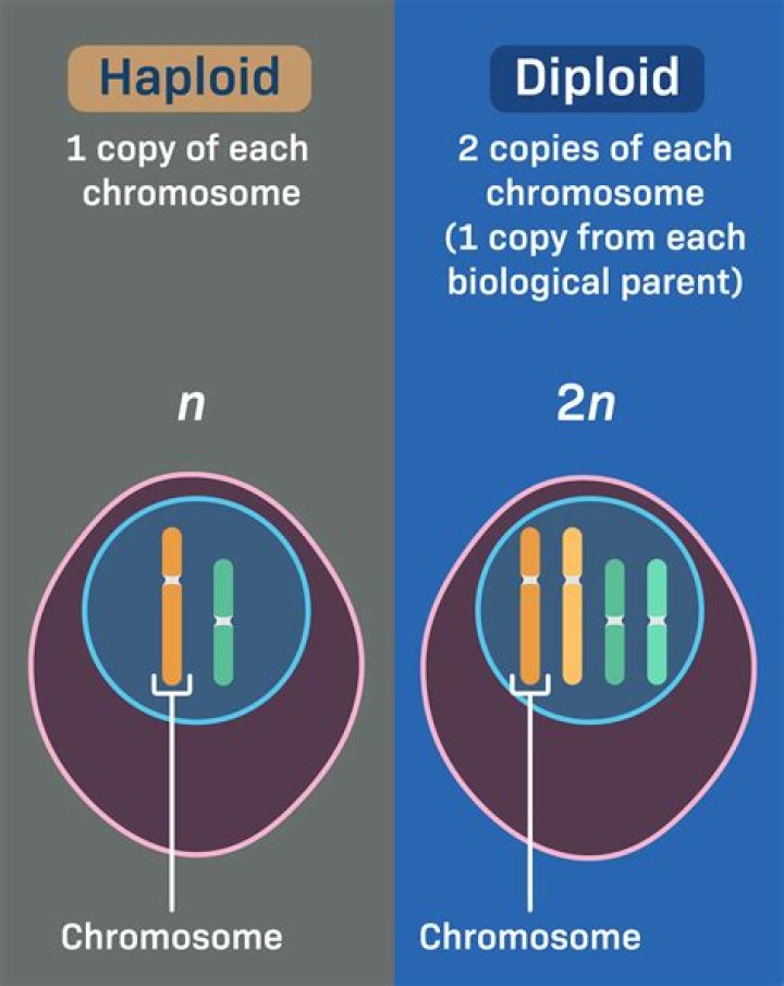 What cells are diploid