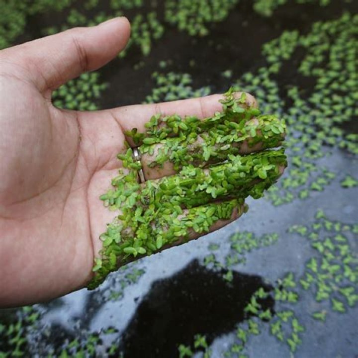 What color is duckweed