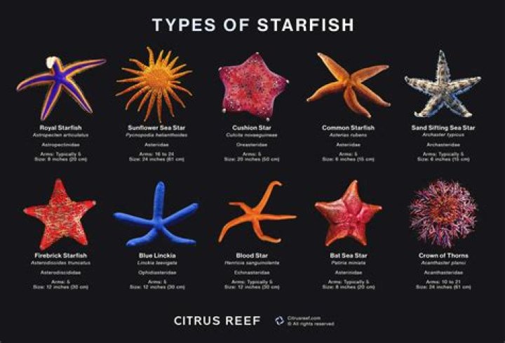 What color is starfish
