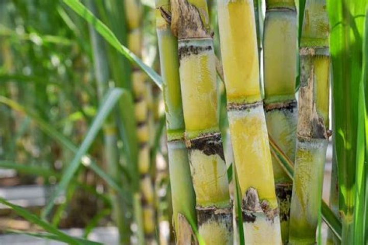 What crop is sugarcane