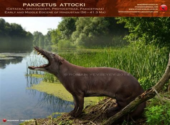 What did Pakicetus eat