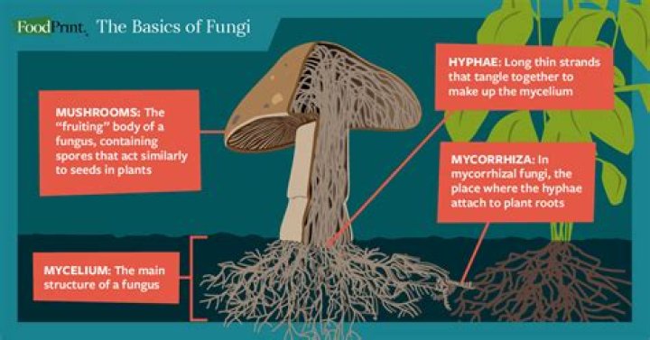 What do all fungi lack