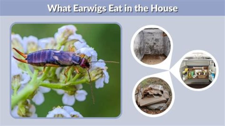 What do earwigs eat UK